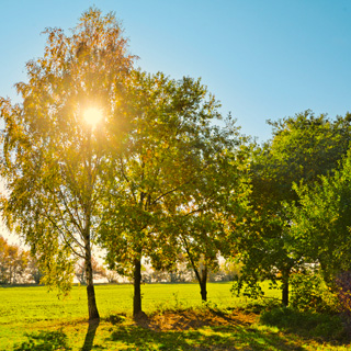 Gedenkbaum-Gruppe von Ulrike für Liane Spies 