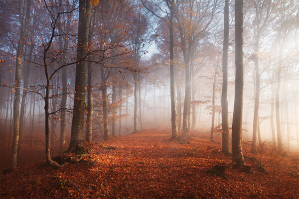 Naturfriedhof